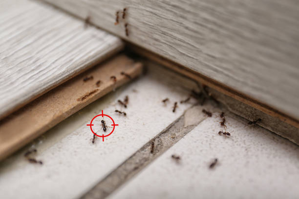 Best Bed Bug Extermination  in Scarsdale, NY
