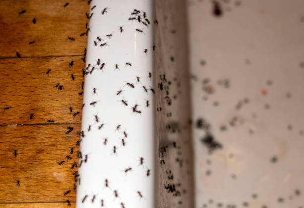 Best Pest Control for Restaurants  in Scarsdale, NY